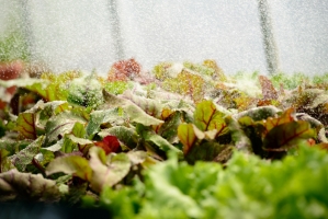 Lettuce being Watered